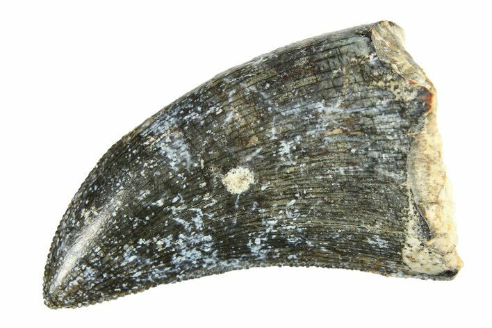 Serrated Megalosaurid Dinosaur (Afrovenator) Tooth - Niger #284069